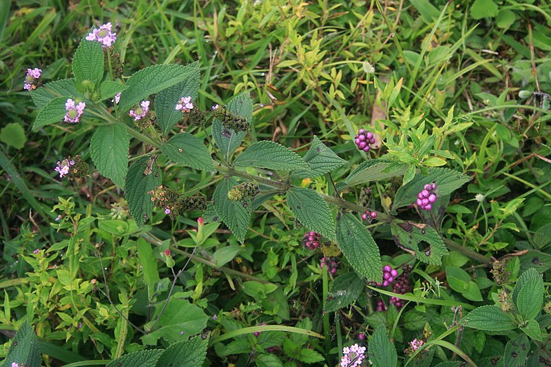 File:Lantana trifolia 4.jpg