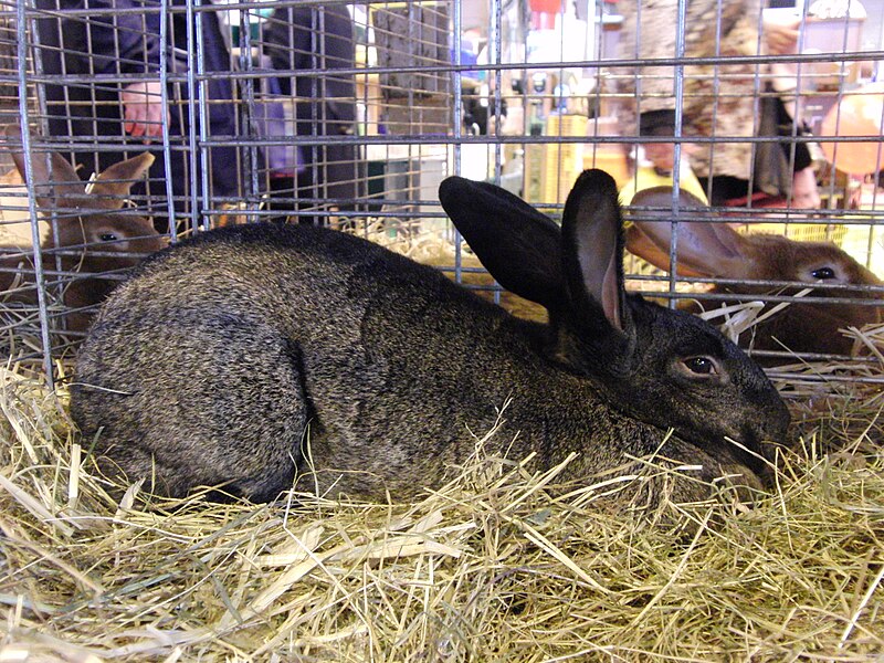 File:Lapin-gris-du-bourbonnais SDA2014.JPG