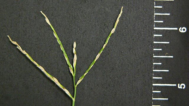Large crabgrass seedhead 2 - 9 spikelets