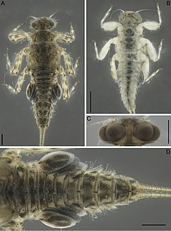 Larva of Dudgeodes selvakumari.jpg