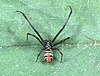 Latrodectus elegans (mantje)