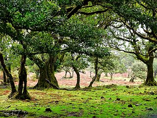 Madeira evergreen forests Ecological zone of Madeira and nearby islands