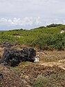 Laysan Albatross