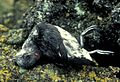 Least Auklet killed by rat.jpg