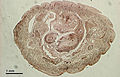 Leech (26 2 29) Cross-section of leech (Hirudinea).jpg
