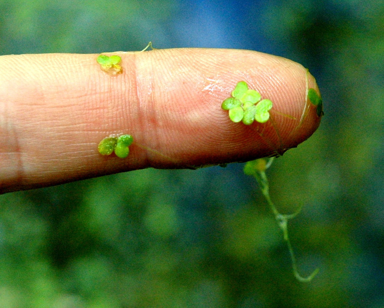 Lemna minor, or commonly known as duckweed. Photo Credit: Wikimedia Commons