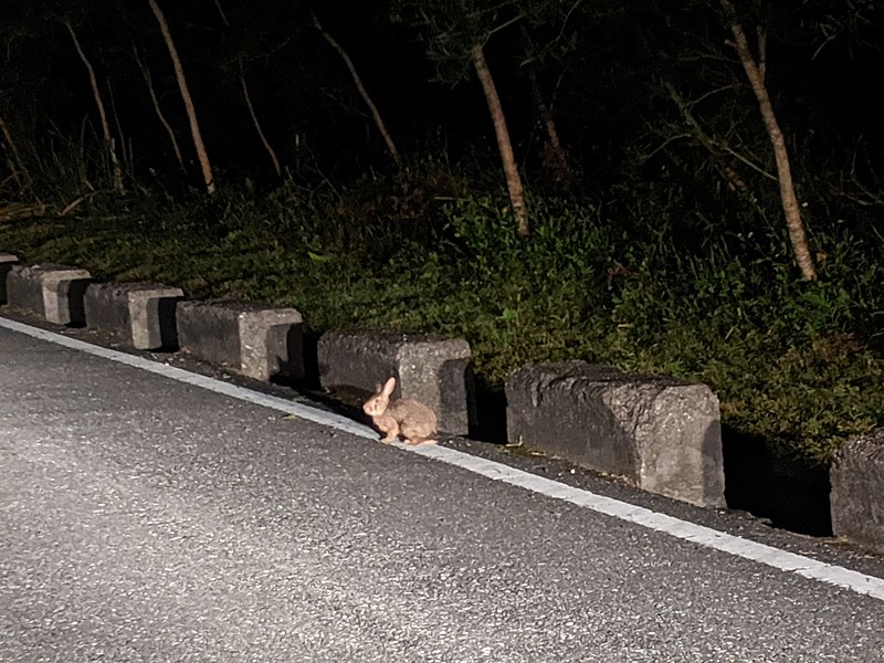 File:Lepus sinensis formosus 54775208.jpg