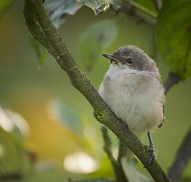 File:Lesser whitethroat (36928615412).jpg