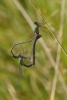 C. viridis in copula Lestes.viridis.couple.jpg