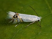 Leucoptera sinuella (42390597571) .jpg