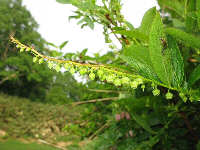 File:Leucothoe grayana 1.JPG