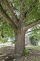 * Nomination Natural monument "Lime tree by the village fields" in Rügshofen --Plozessor 05:48, 23 December 2023 (UTC) * Promotion  Support Good quality. --Johann Jaritz 05:49, 23 December 2023 (UTC)