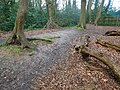 Linear earthwork in Highgate Wood, Highgate.