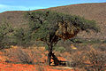Papiones in arbore a leonibus Kalahariensibus congregati (3 ex 3)