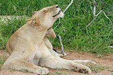 Lioness (Panthera leo) scratching ... (52016987141).jpg