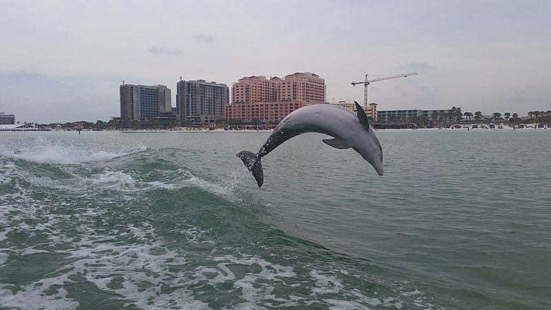 File:Little Toot Dolphin Tour 2016 - panoramio.jpg