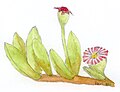 Watercolour of Disphyma crassifolium