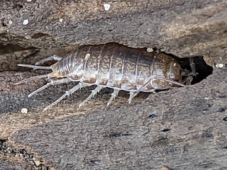 <span class="mw-page-title-main">Halophilosciidae</span> Family of woodlice