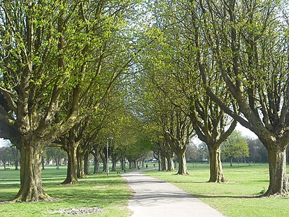 How to get to Llandaff Fields with public transport- About the place