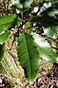 Lomatia arborescens leaves, Barrington Tops National Park