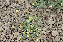 Lomatium nudicaule 6022.JPG