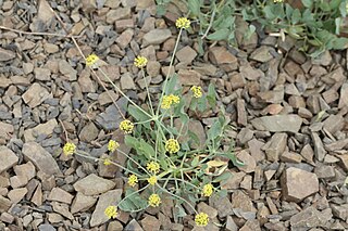 <i>Lomatium nudicaule</i> Species of flowering plant