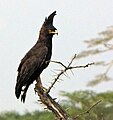 Serengeti National Park, Tanzania