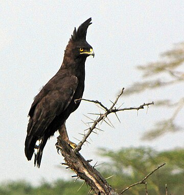 Lophaetus occipitalis