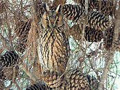 Long-eared owl.jpg