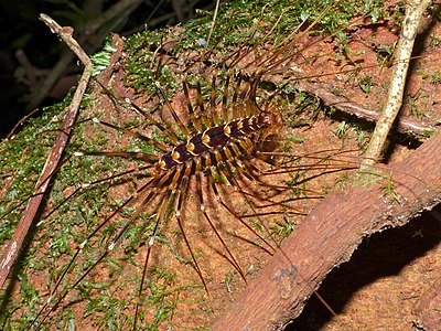 Многоножка мухоловка. Обыкновенная мухоловка (Scutigera coleoptrata). Двухвостка многоножка. Амазонская сколопендра. Двухвостка и сколопендра.