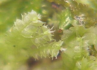 <i>Lophocolea bidentata</i> Species of liverwort