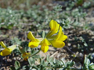 <i>Lotus creticus</i> Species of herb