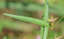 Ludwigia decurrens 2.jpg