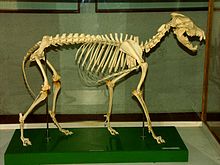 Scheletro del lupo appenninico esposto al museo del lupo di Civitella Alfedena (AQ)