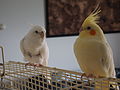 Lutino cockatiel (on right)