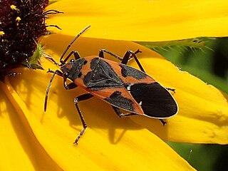 <i>Lygaeus kalmii</i> species of insect