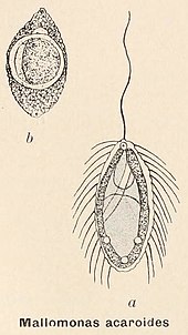 Mallomonas acaroides Mallomonas acaroides.jpg