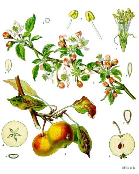 Fail:Malus_domestica_-_Köhler–s_Medizinal-Pflanzen-108.jpg