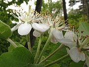 萼片、小花柄に白い綿毛が密生する。