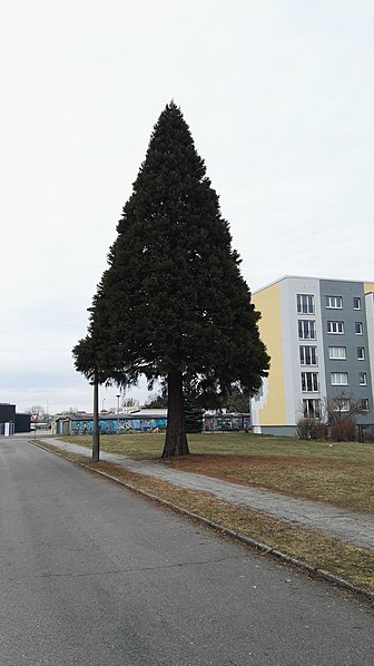 File:Mammutbaum ückeritzerstr sfb - 2.jpg