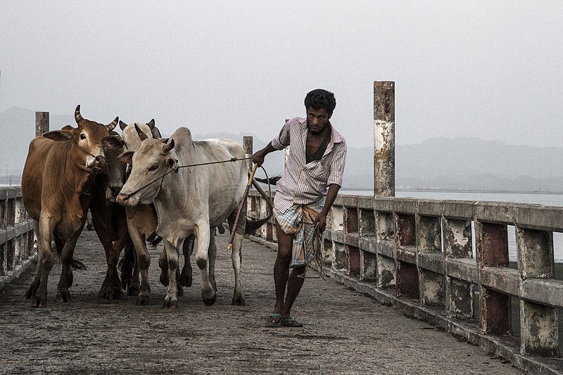 File:Man leading cows from pasture.jpg