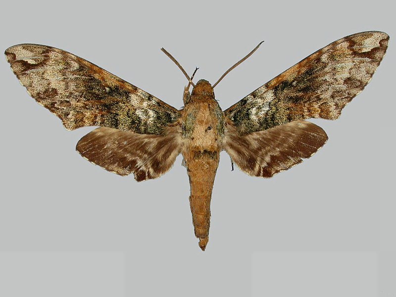 File:Manduca corallina BMNHE273698 male up.jpg