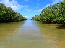 Mangrove Hajangoua.jpg