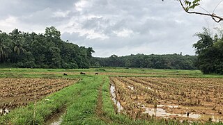 <span class="mw-page-title-main">Mannur</span> Village in Kerala, India