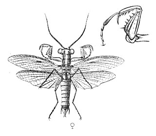 <i>Mantoididae</i> Family of praying mantises