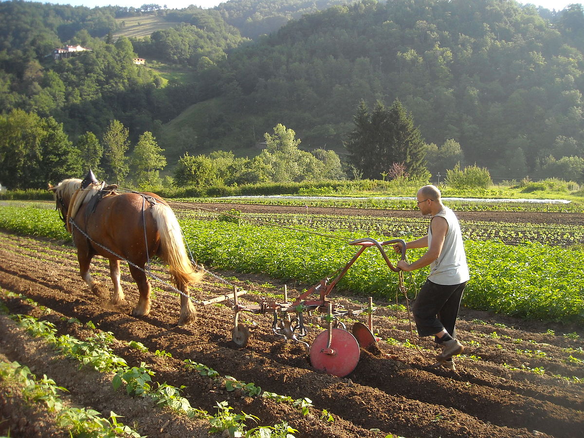 Le cheval de trait en maraîchage: une interface qualité entre l