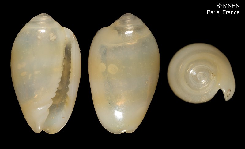 File:Marginella aurora (MNHN-IM-2000-678).jpeg