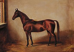 Portrait of a Horse, 1885