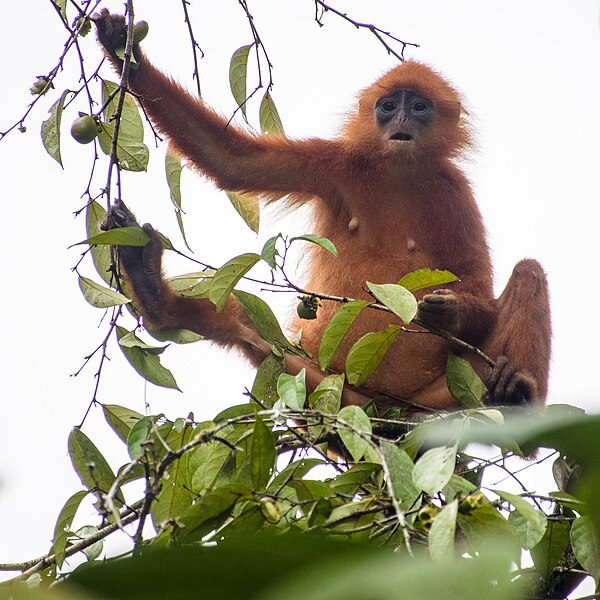 File:Maroon (or Red) Leaf Monkey (13997619568).jpg