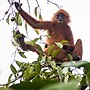 Miniatura per Langur vermell